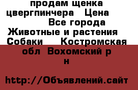 продам щенка цвергпинчера › Цена ­ 15 000 - Все города Животные и растения » Собаки   . Костромская обл.,Вохомский р-н